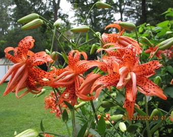 Double Tiger lily live plant, Tiger lily, Orange Tiger lily, Double blooming size Tiger lily,