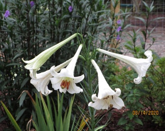 1 Clump starter Lilium, White Trumpet lily, Taiwanese Mountain Lily,