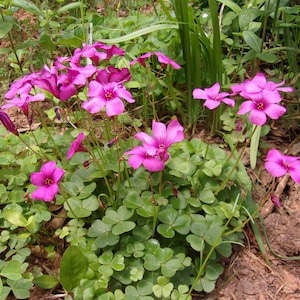 May include: A cluster of vibrant pink flowers with five petals, surrounded by green clover-like leaves. The flowers are in full bloom, with a few buds visible. The scene is set in a natural outdoor environment.