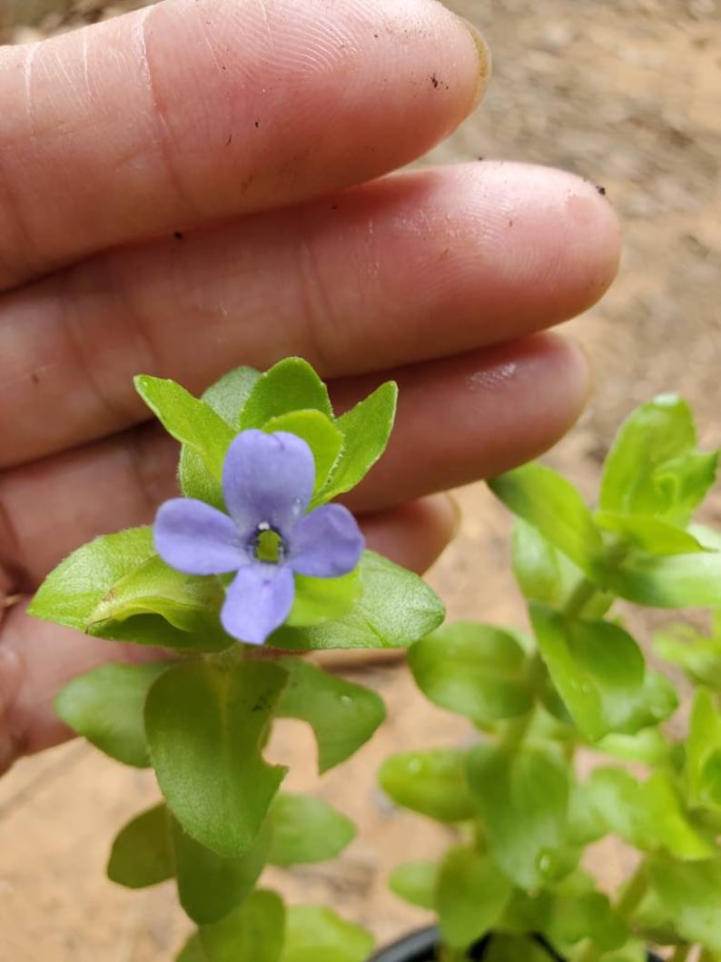 MiaesGardenGoodies Lemon Bacopa Plant - Thumbnail 2