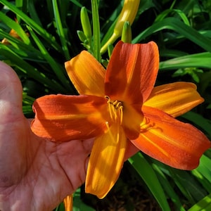 2  Day Lily, Day Lily Orange/Yellow, Day Lily Live Plant, 2 tone color