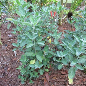 1 Clump Dicliptera Suberecta, Hummingbird plant, Firecracker plant, Orange hummingbird plant, Uruguayan Fircracker plant image 7