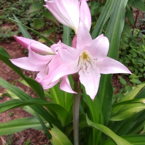 Pink Crinum Lily Bulb: Cecil Houdyshell Heirloom Variety