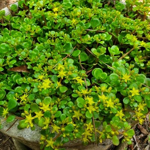 Clump Sedum Tetractinum, Chinese Sedum, Groundcover Sedem, Succultent Stonecrop, Sedum, Succultent