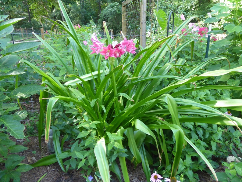 Crinum Lily ellen Bosanquet Heirloom Blooming Size Etsy