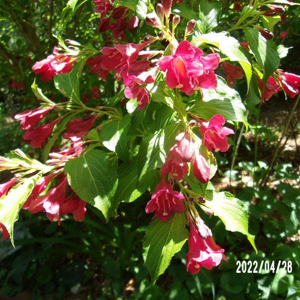 Weigela, Mixed Weigela shrub, Weigela bush