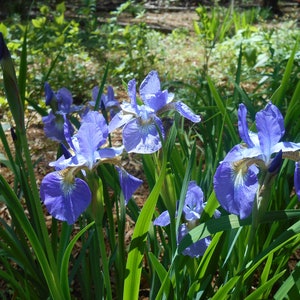 Blue Lavender Siberian Iris Rhizome: Live Bare Root Plant