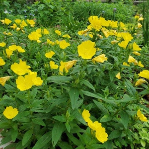 1 clump Missouri Evening Primrose,  Sundrop, Oenothera Macrocarpa