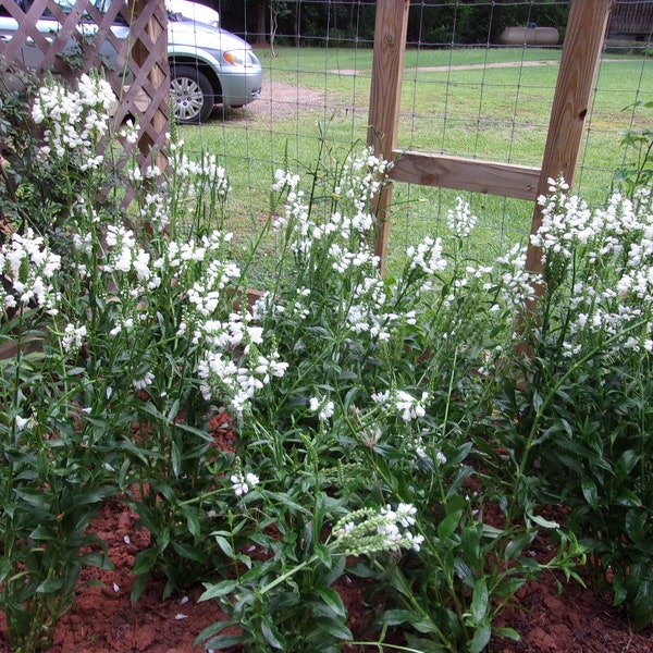 White Obedient Live Plant, False Dragonhead Virginia White, Physostegia Virginiana,