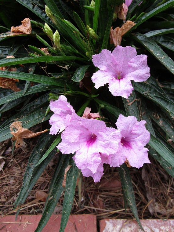 Pink Baby Kate Dwarf Mexican Petunia