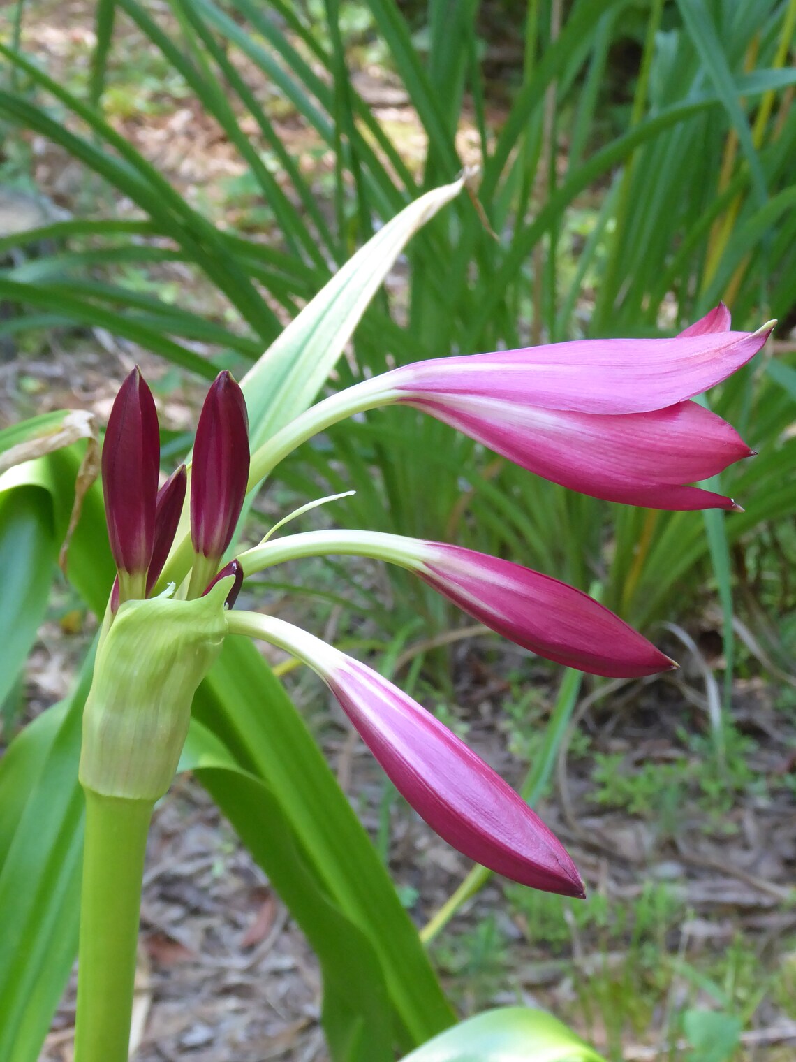 Crinum Lily ellen Bosanquet Heirloom Blooming Size Etsy