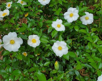 Rosier blanc grimpant, rosier cherokee, rosier laevigata, rosier blanc grimpant à racines nues, couvre-sol, rosier blanc, rosier