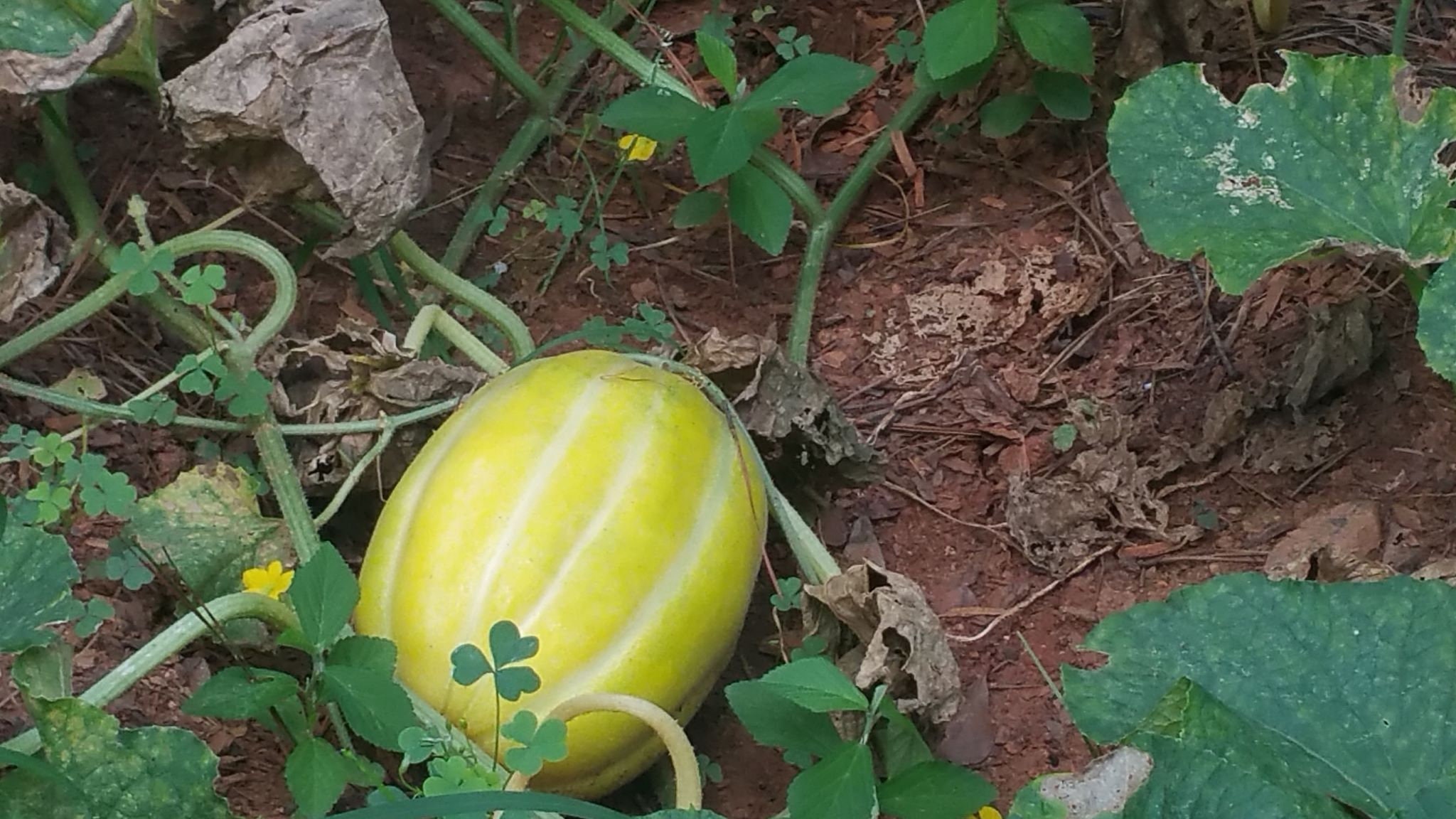 Korean Melon 참외seeds 20 Melon seeds Etsy