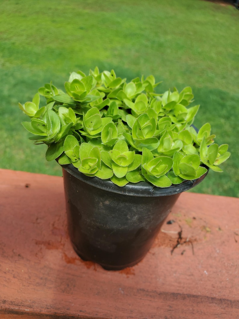 MiaesGardenGoodies Lemon Bacopa Plant - Thumbnail 3