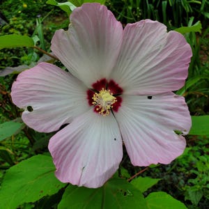 Live Hardy Hibiscus Plant: Pink & White Swamp Mallow