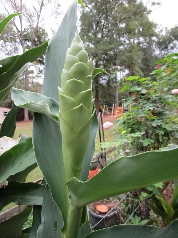 White Ginger Lily Live Root Fragrant Lily Ginger Lily Etsy