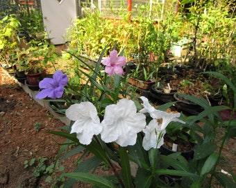 Dwarf Baby Kate Mexican Petunia, Baby Kate Petunia, Petunia, Dawrf Petunia, Ground cover, White, Pink, Purple Dwarf Detunia, Whte Petunia