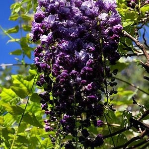 Wisteria Black Dragon, Wisteria floribunda Black Dragon, Wisteria live plant, Purple Wisteria