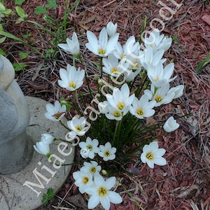 White Rain Lily Bulbs - Zephyranthes Candida