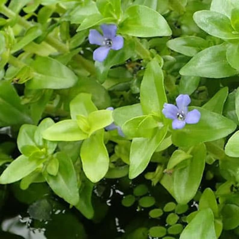 MiaesGardenGoodies Lemon Bacopa Plant - Thumbnail 4
