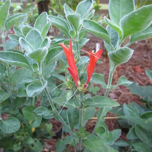 1 Clump Dicliptera Suberecta, Hummingbird plant, Firecracker plant, Orange hummingbird plant, Uruguayan Fircracker plant image 2