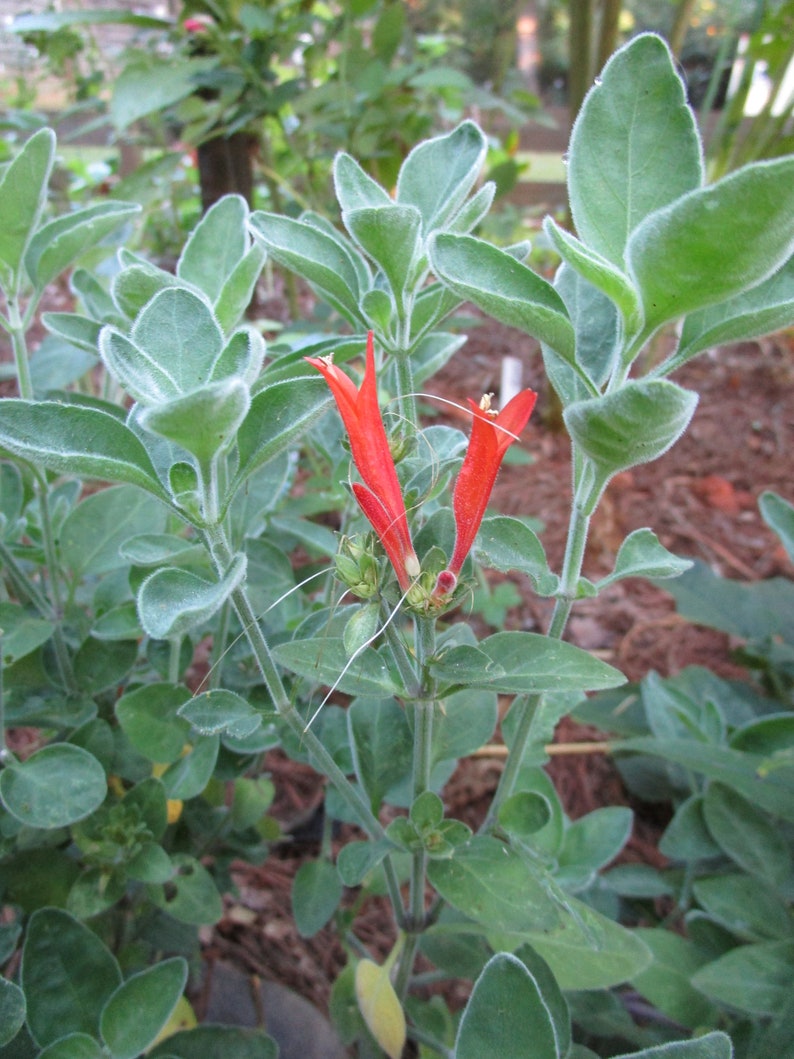 1 Clump Dicliptera Suberecta, Hummingbird plant, Firecracker plant, Orange hummingbird plant, Uruguayan Fircracker plant image 2