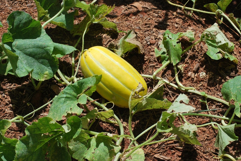 Korean Melon 참외seeds 20 Melon seeds Etsy