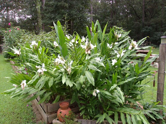 White Ginger Lily Bulb Live Root Fragrant Lily Ginger Lily Etsy Uk