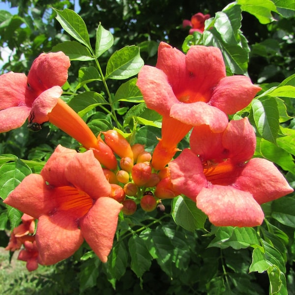 Seeding (starter) Orange live Trumpet Vine, Campsis radicans, Red vine, Hummingbird trumpet plant, Hummingbird vine, Trumpet creeper vine