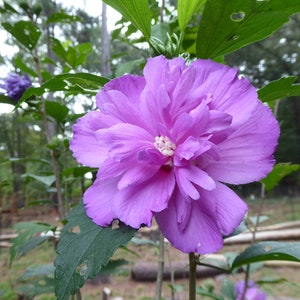 Peut inclure: Gros plan sur une fleur violette pleinement &eacute;panouie, avec de nombreux p&eacute;tales superpos&eacute;s. Le centre de la fleur est blanc. Des feuilles vertes et des tiges entourent la fleur. L'arri&egrave;re-plan est flou, sugg&eacute;rant un cadre naturel.