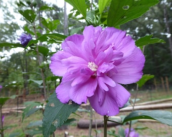 2 Lavender Chiffon Rose of Sharon, Rose of Sharon,  Lavender Rose of Sharon live plant, Rose of Sharon plant, Rose of Sharon tree, 무궁화