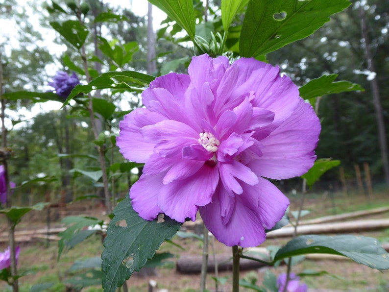 Peut inclure: Gros plan sur une fleur violette pleinement &eacute;panouie, avec de nombreux p&eacute;tales superpos&eacute;s. Le centre de la fleur est blanc. Des feuilles vertes et des tiges entourent la fleur. L'arri&egrave;re-plan est flou, sugg&eacute;rant un cadre naturel.