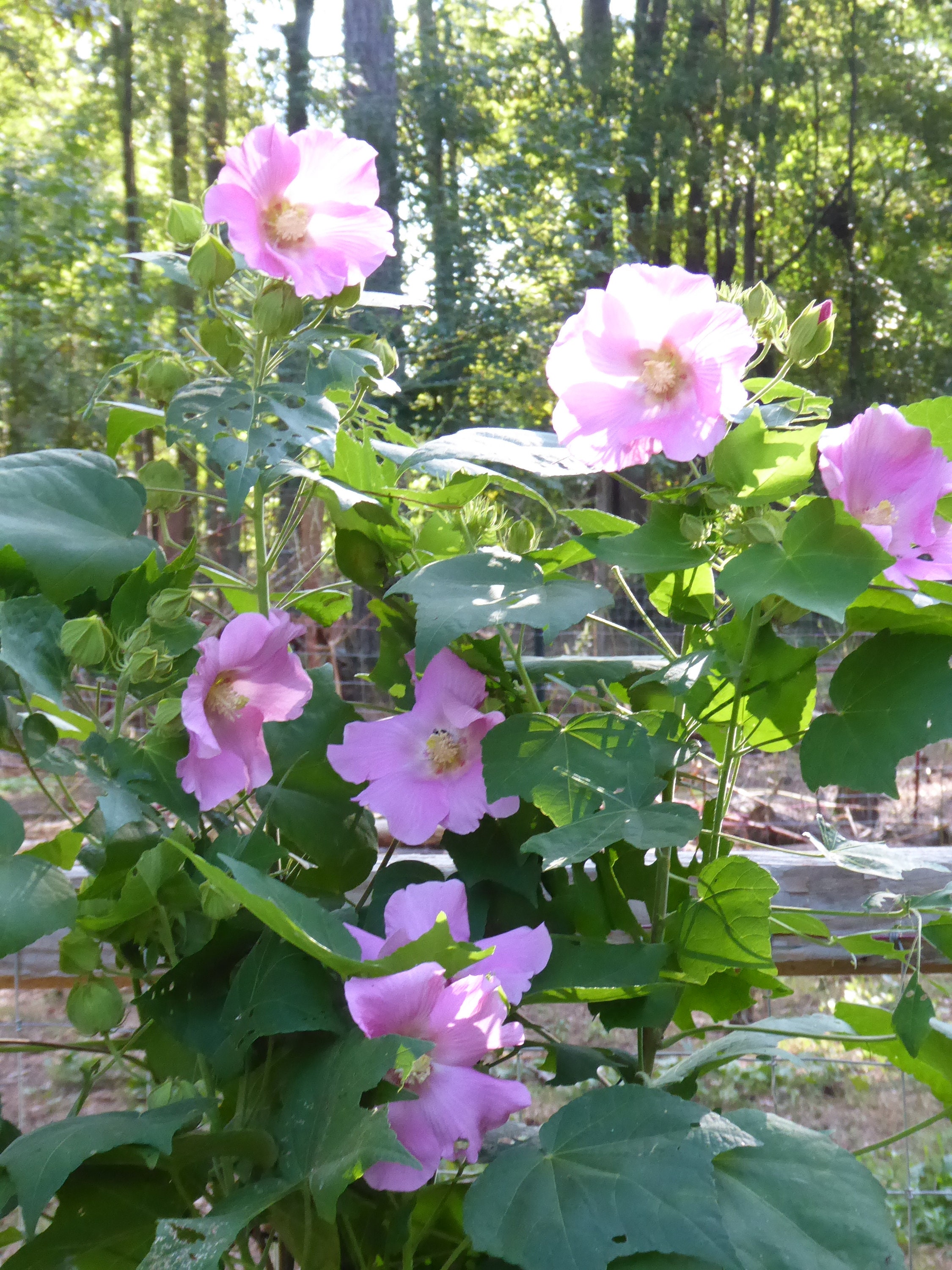 Confederate Rose Pink single petal Confederate Rose Makinoi Etsy