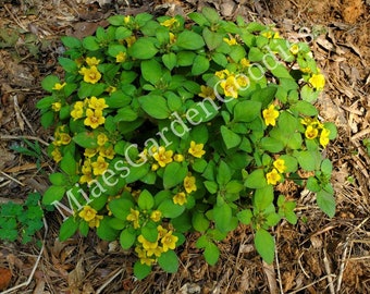 Lysimachia Congestiflora,  Lysimachia golden gloves Loosestrife, Lysimachia, Creeping Jenny Waikiki Sunset, Ground Cover.