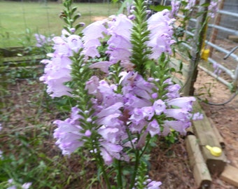 1 plante obéissante, Physotegia Virginiana, rose couronnée obéissante, lavande obéissante, obéissante, tête de faux dragon