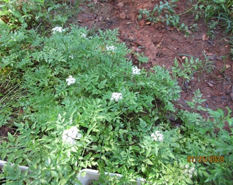 1 clump Water Dropwort, Water Dropwort, Water Cerery, Oenanthe Javanica, Korean Minari,