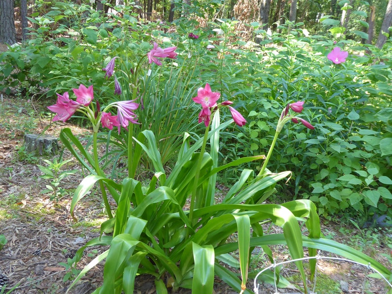 Crinum Lily ellen Bosanquet Heirloom Blooming Size Etsy