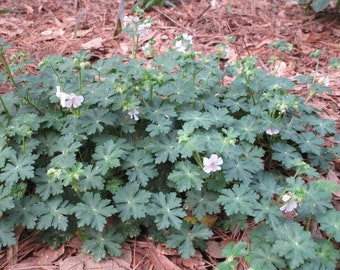 1 clump Geranium cranesbill, Geranium, Geranium macrorrhizum, Big-root cranesbill