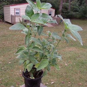 1 Clump Dicliptera Suberecta, Hummingbird plant, Firecracker plant, Orange hummingbird plant, Uruguayan Fircracker plant image 3