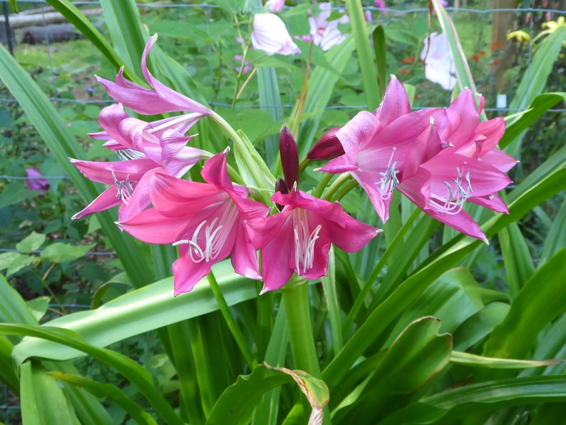 Crinum Lily ellen Bosanquet Heirloom Blooming Size Etsy