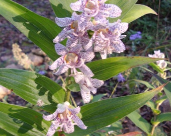 Lirio Sapo, Tricyrtis, Lirio