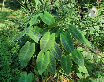 May include: A cluster of large, heart-shaped leaves with prominent veins. The leaves are a vibrant green with dark purple-black centers, creating a striking contrast. The plant is surrounded by other greenery, including a white hibiscus flower.