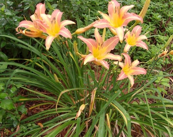 Summer Wind Day Lily Live Plant: Pink Peach Perennial Flower