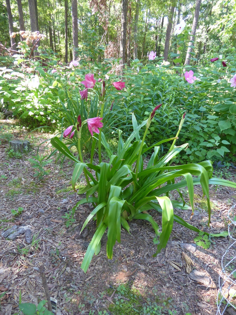 Crinum Lily ellen Bosanquet Heirloom Blooming Size Etsy