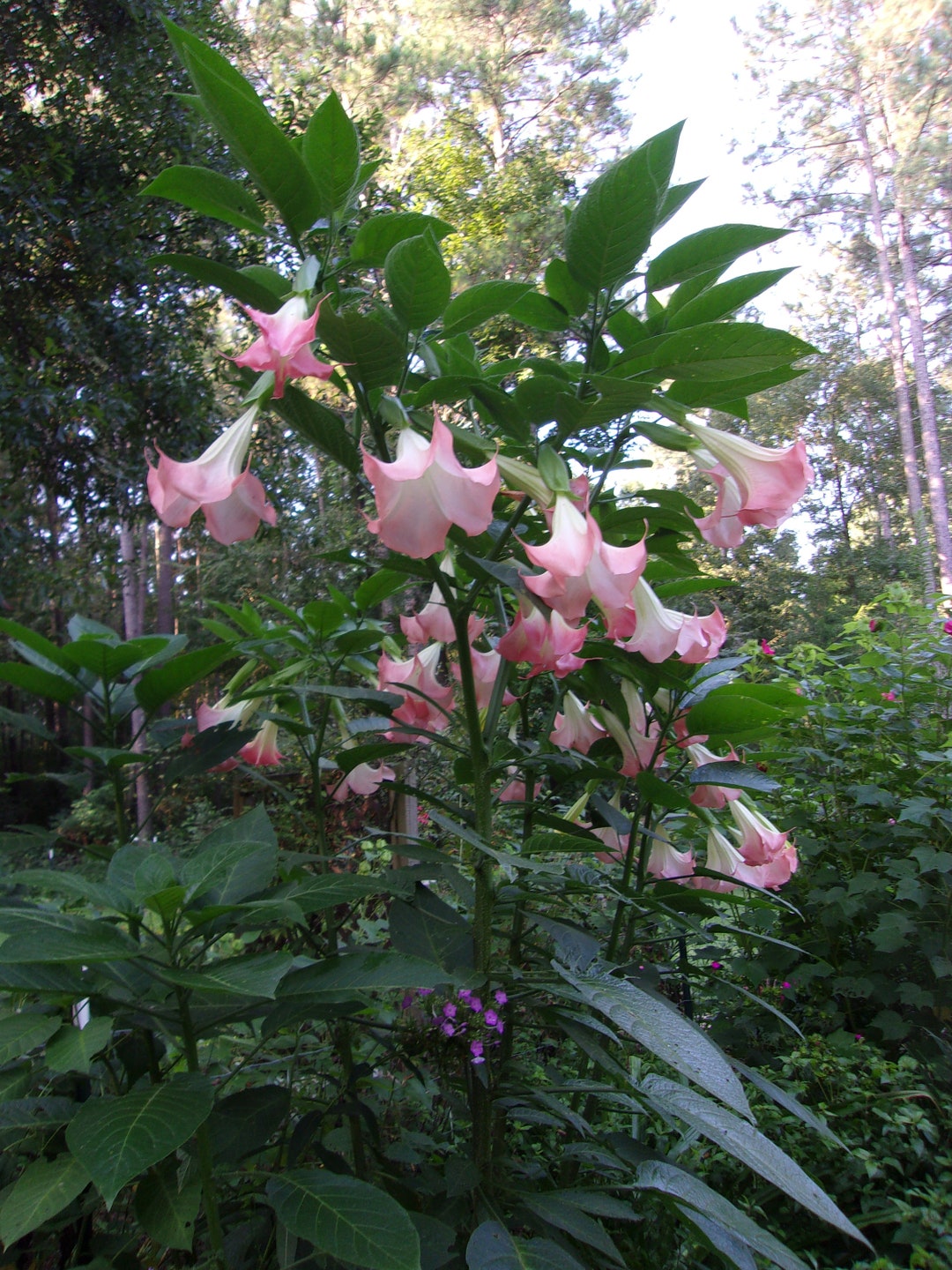 3 Pink Angel Trumpet Live Plants - Brugmansia, Pink Angel Trumpet