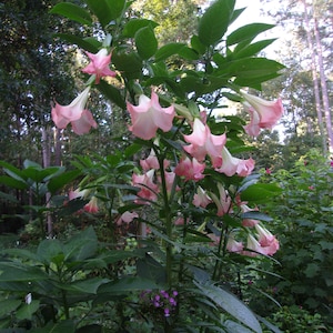 3 Pink Angel Trumpet Live Plants - Brugmansia, Pink angel Trumpet -  Live Angel Trumpet
