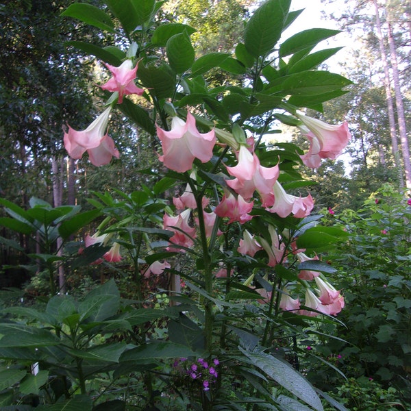 2 Pink Angel Trumpet, Angel Trumpet, Angel Trumpet, Brugmanisa, pink Angel Trumpet