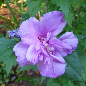Peut inclure: Gros plan sur une fleur violet clair vibrante avec de multiples couches de p&eacute;tales d&eacute;licats. Le centre de la fleur est d'une teinte rouge plus fonc&eacute;e. Des feuilles vertes entourent la fleur, cr&eacute;ant une toile de fond naturelle.