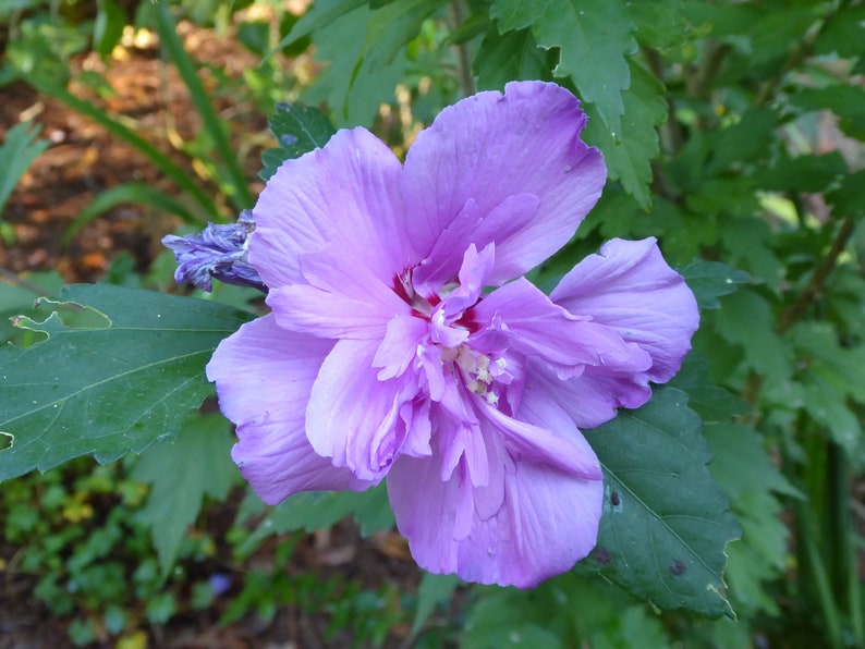 Peut inclure: Gros plan sur une fleur violet clair vibrante avec de multiples couches de p&eacute;tales d&eacute;licats. Le centre de la fleur est d'une teinte rouge plus fonc&eacute;e. Des feuilles vertes entourent la fleur, cr&eacute;ant une toile de fond naturelle.