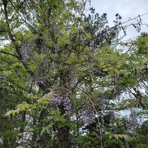 1 Wisteria Luna Azul, Wisteria Macrostachya, Planta viva Wisteria, Wisteria, imagen 8